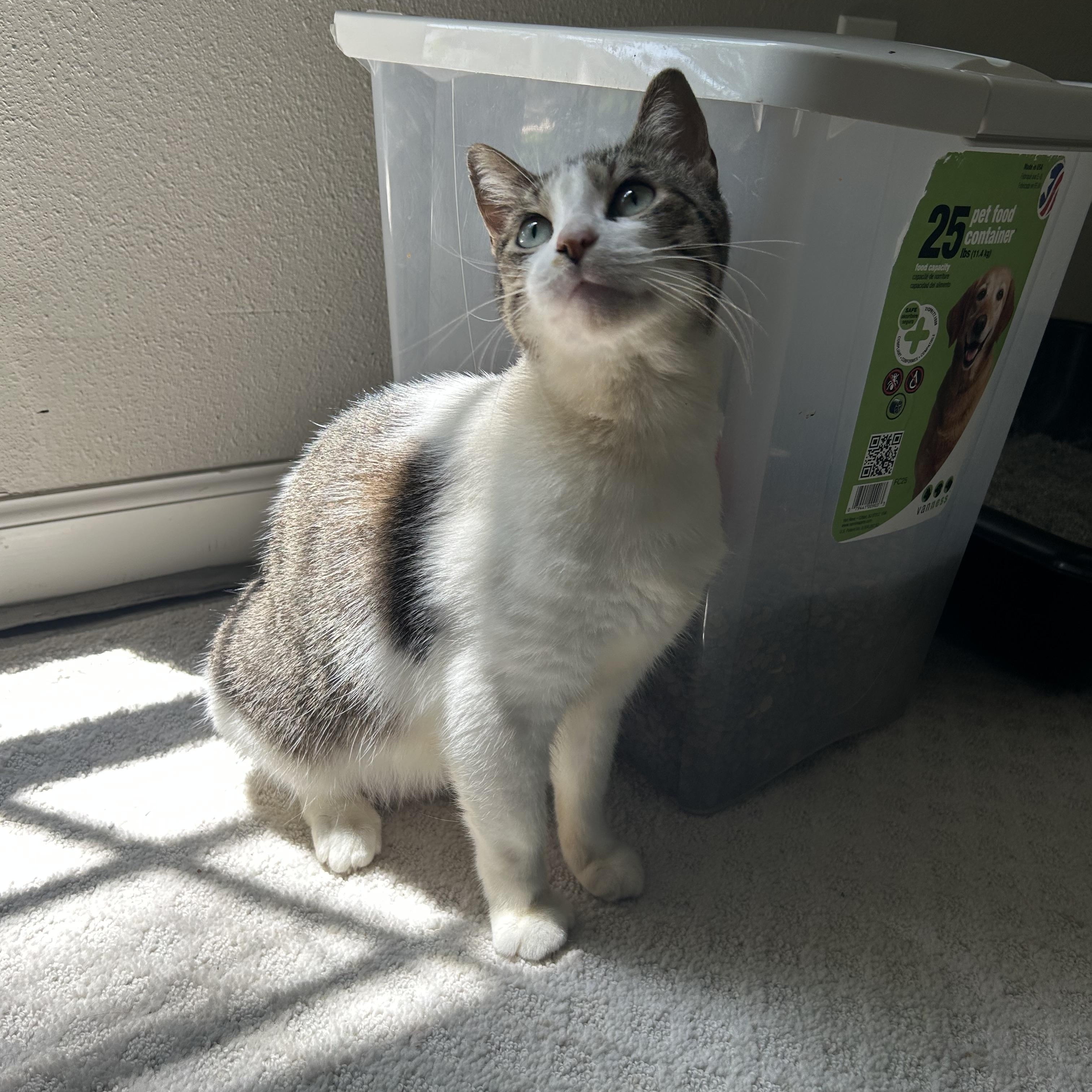 Enlarge Cochella, a Adoptable Domestic Short Hair in Webster, TX image 1/5