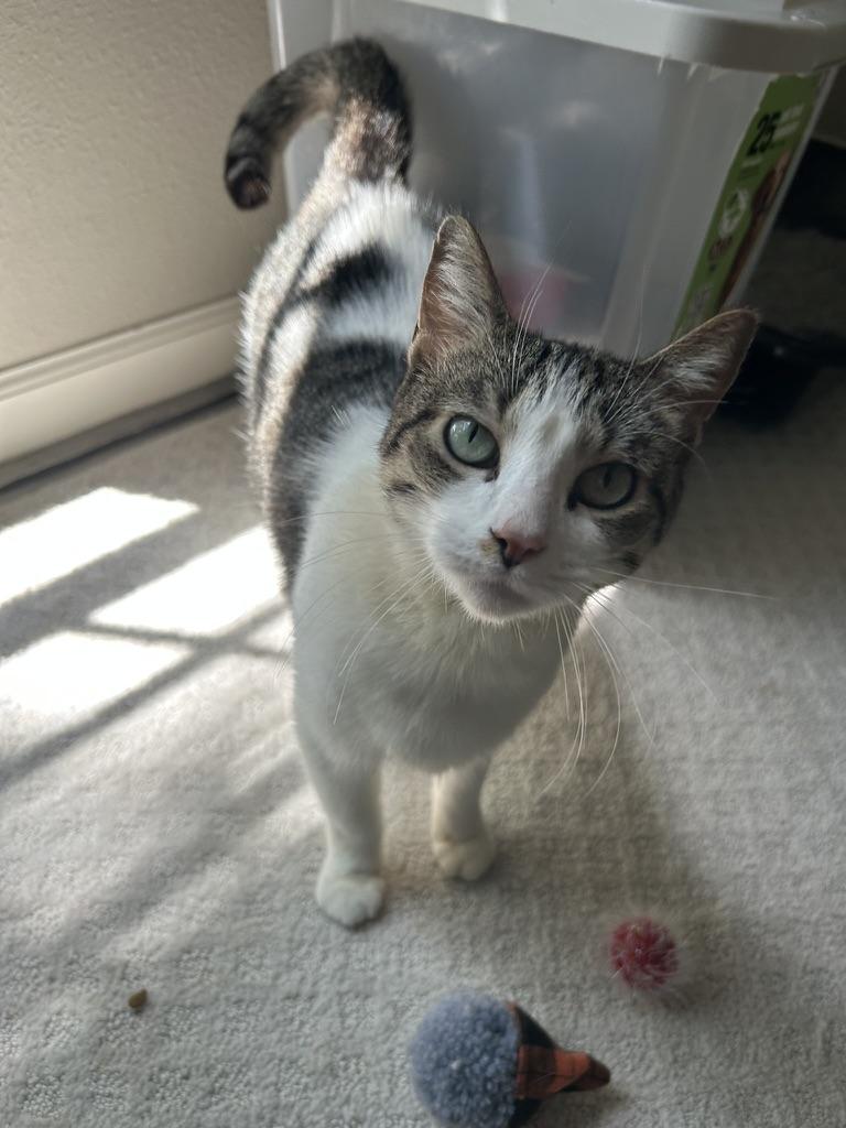 Enlarge Cochella, a Adoptable Domestic Short Hair in Webster, TX image 4/5