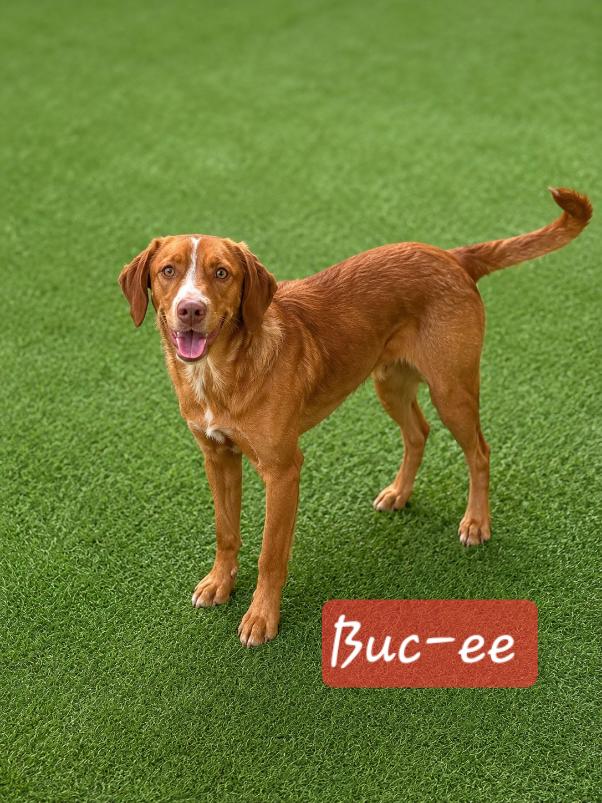 Bucee, adopted, Young Male Nova Scotia Duck Tolling Retriever.