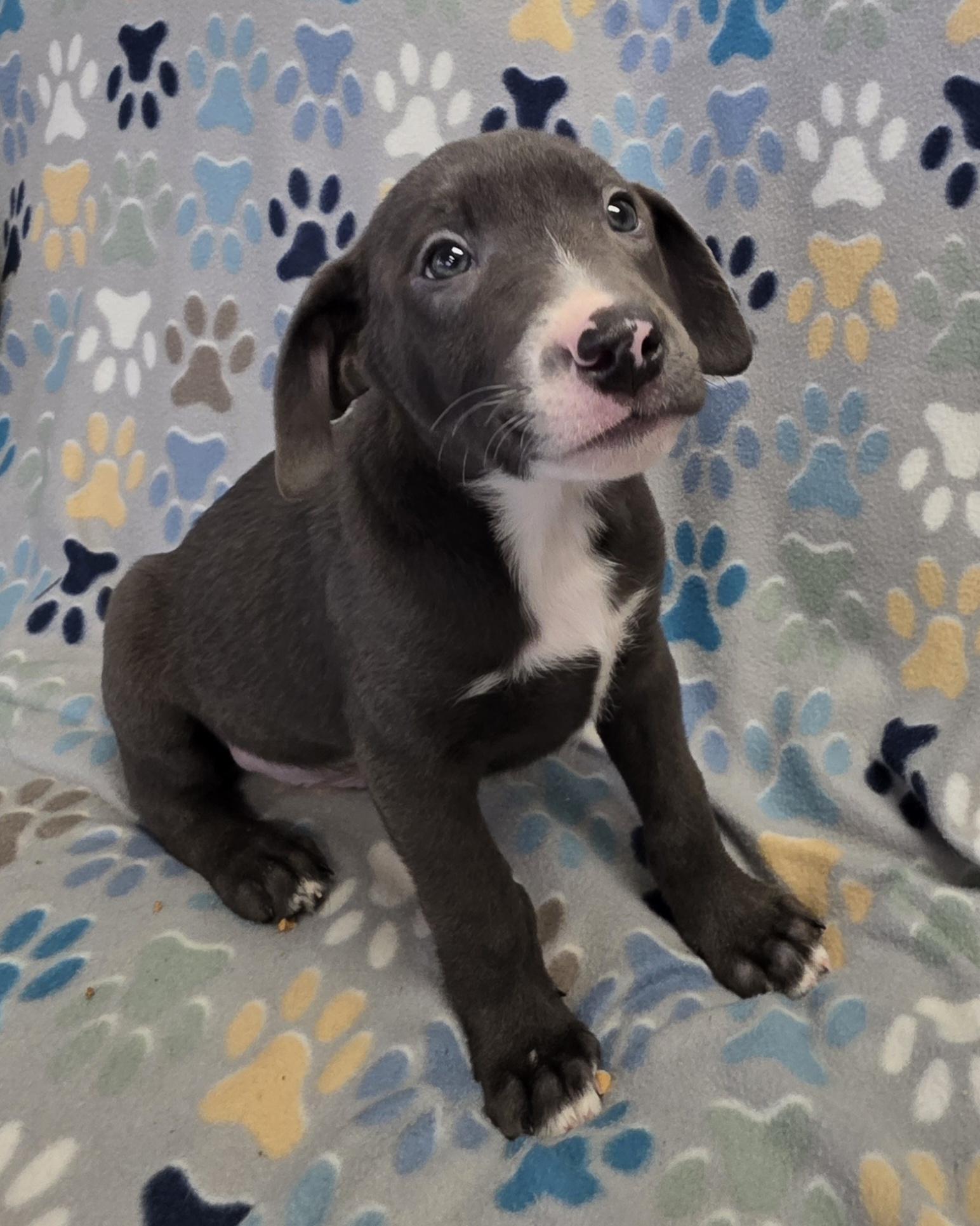 Arlow, ADOPTABLE, Puppy Male Labrador Retriever & Pit Bull Terrier.