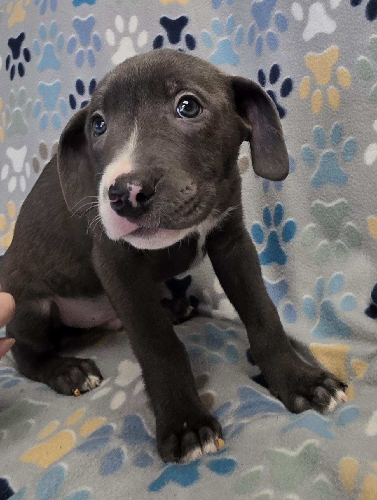 Enlarge Arlow, a ADOPTABLE mixed breed in Polson, MT image 2/2