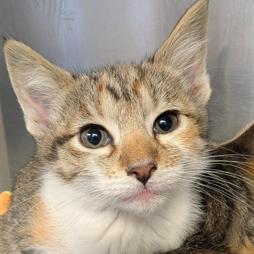 Hen, Adoptable, Kitten Female Domestic Short Hair.