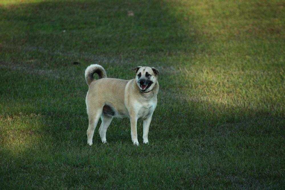 Zoey Martha, a Adoptable mixed breed in Sealy, TX image 1/6