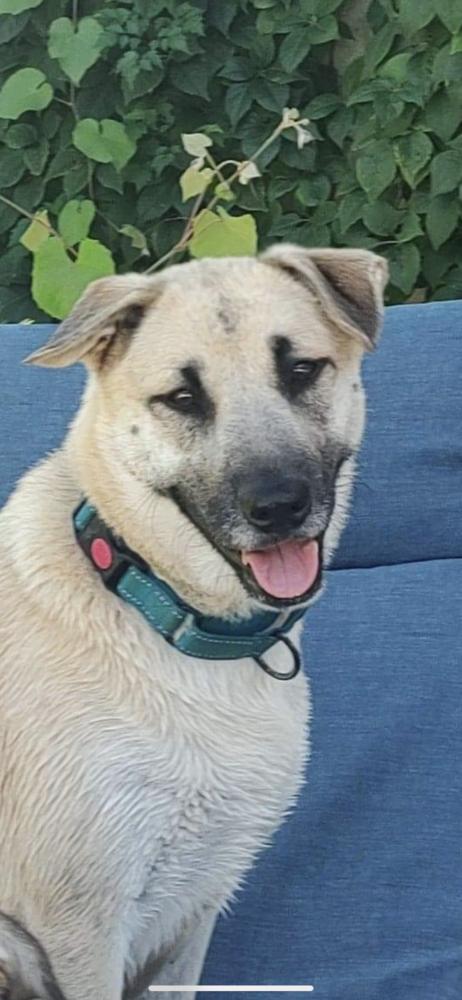 Zoey Martha, a Adoptable mixed breed in Sealy, TX image 2/6