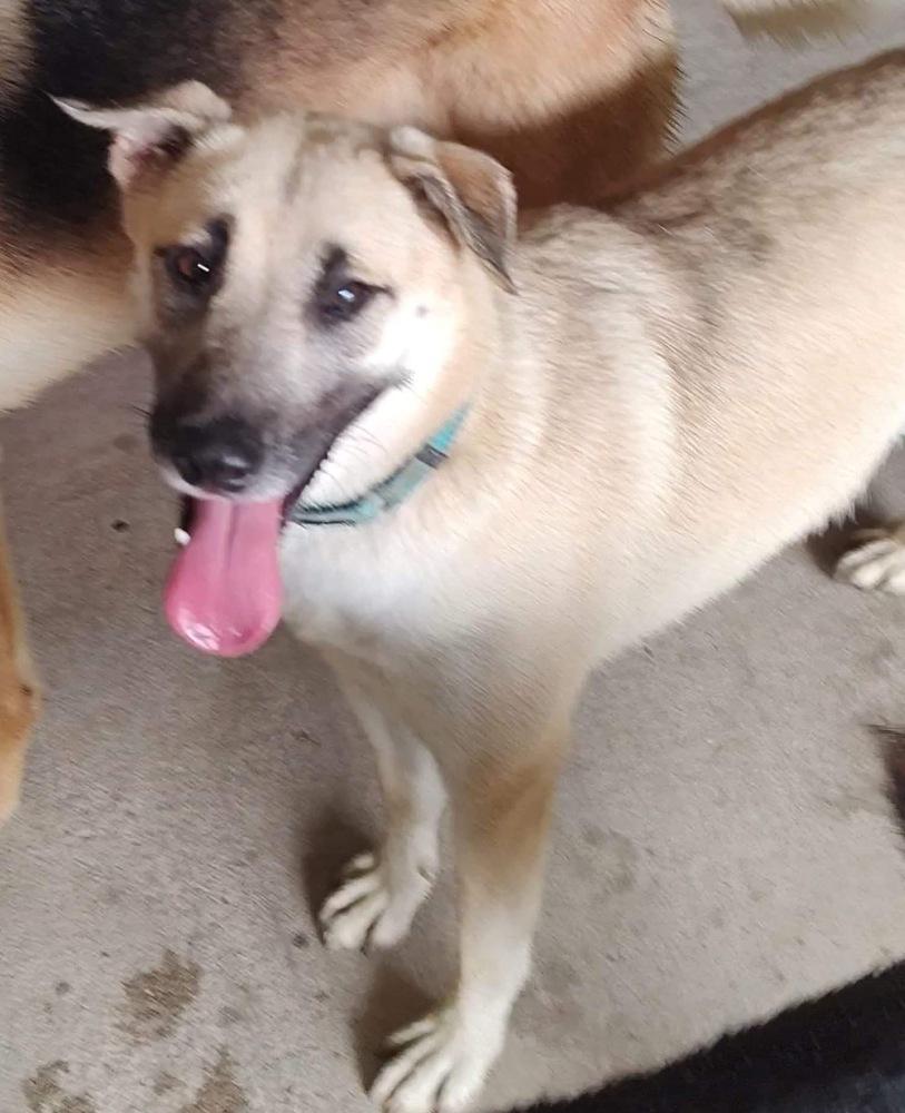 Zoey Martha, a Adoptable mixed breed in Sealy, TX image 4/6