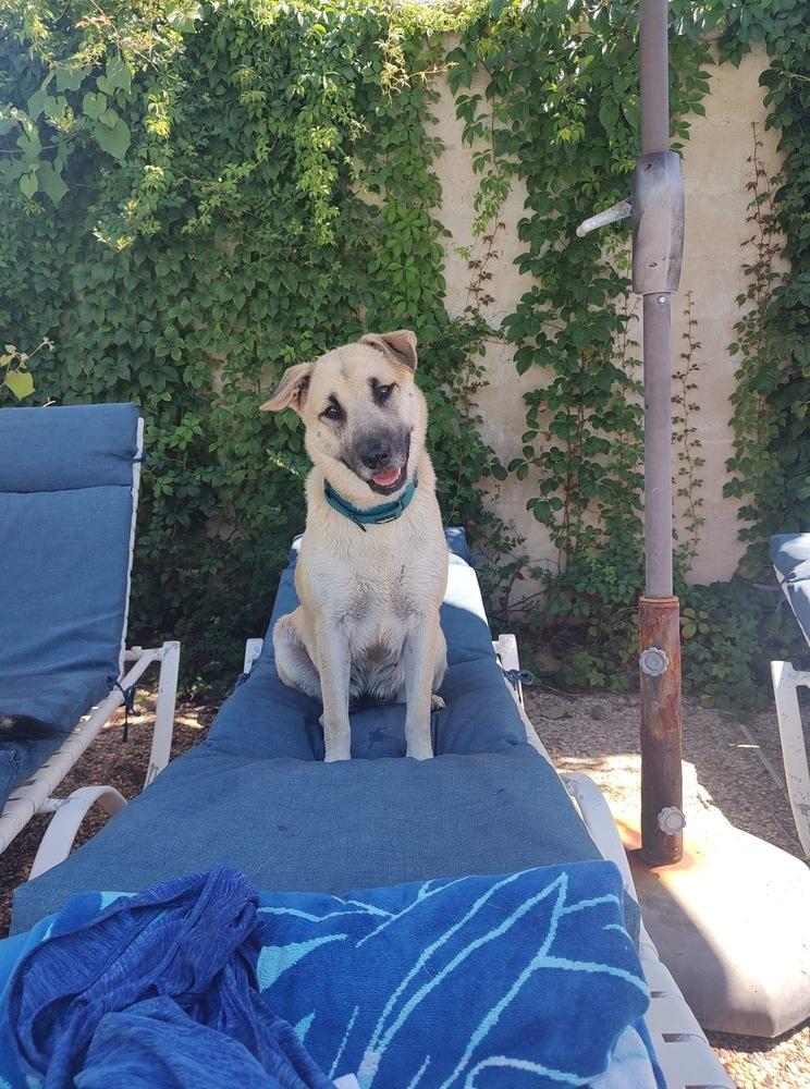 Zoey Martha, Adoptable, Adult Female German Shepherd Dog.