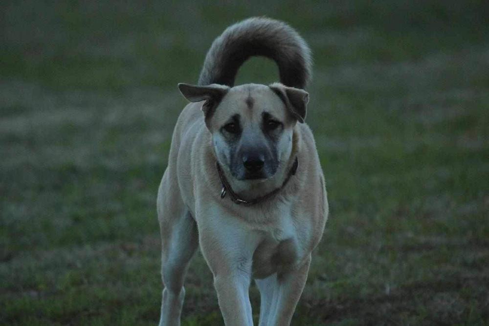 Zoey Martha, a Adoptable mixed breed in Sealy, TX image 6/6