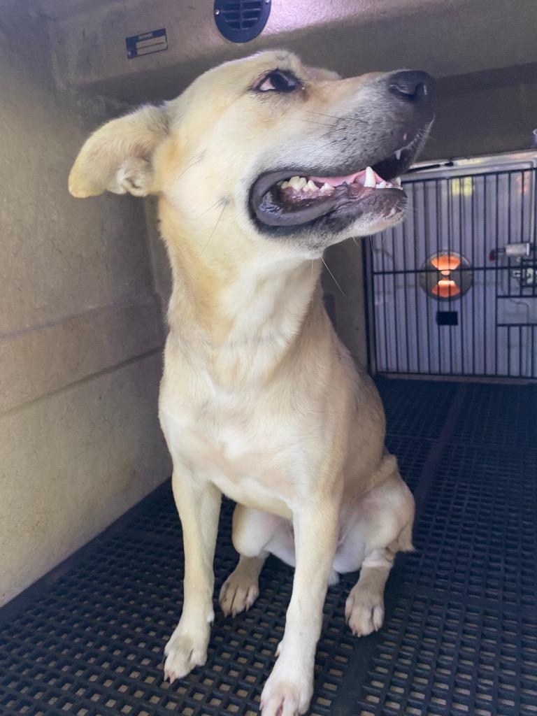 Kirby, Adoptable, Young Male Mixed Breed.
