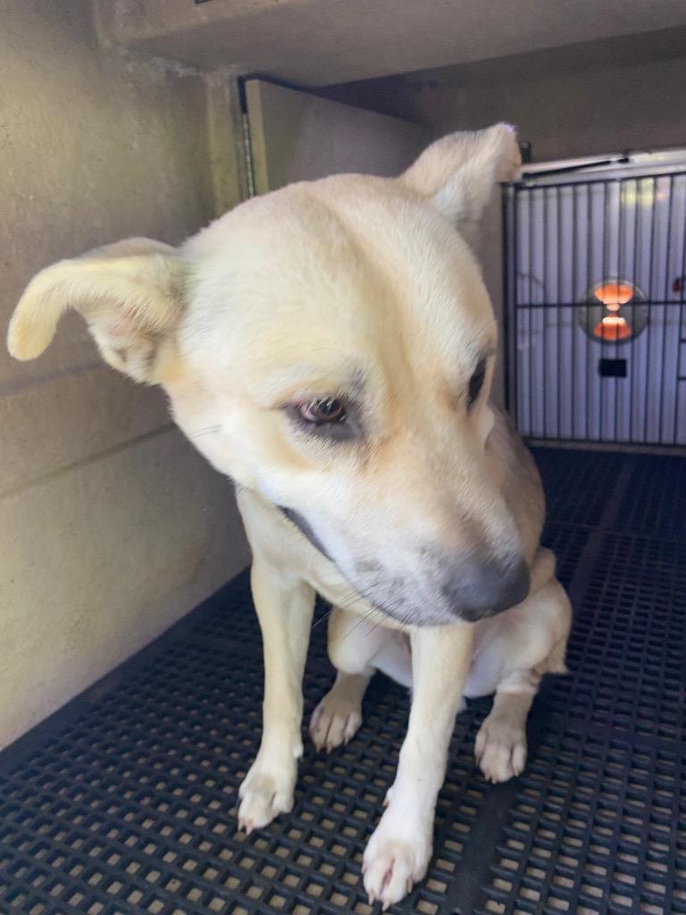 Kirby, a Adoptable mixed breed in Cartersville , GA image 2/2
