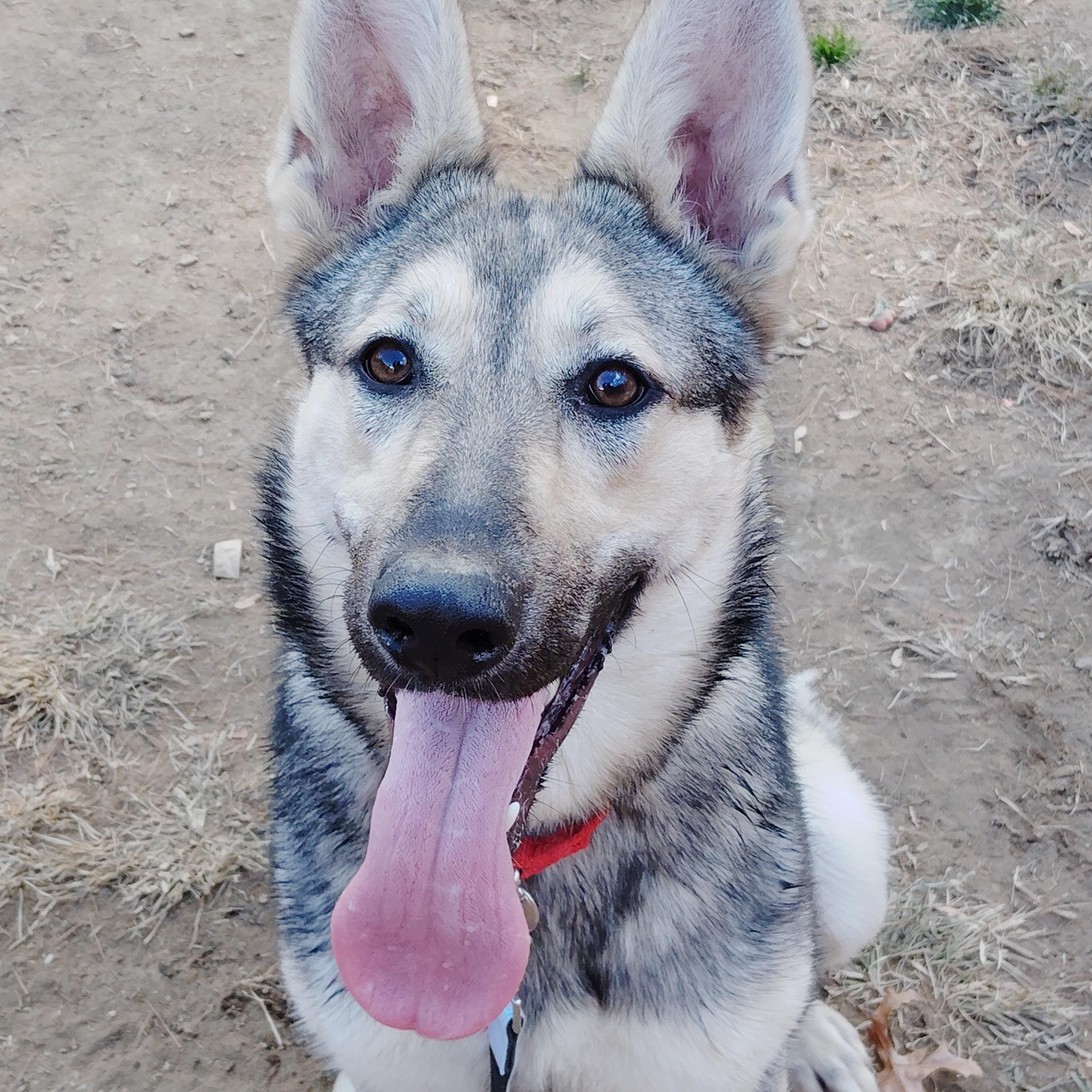 KIRA, a Adoptable mixed breed in Wilmington, DE image 1/5