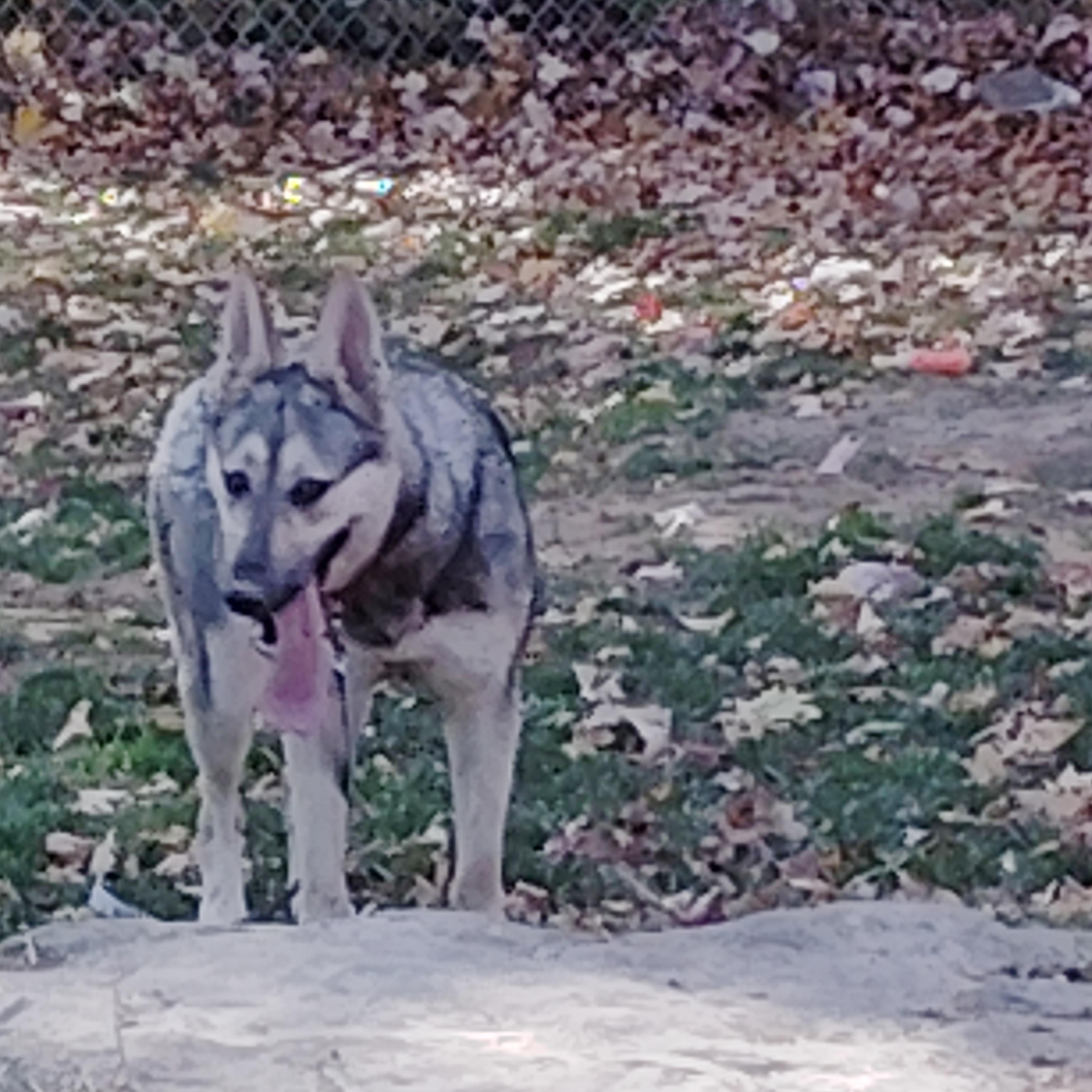 KIRA, a Adoptable mixed breed in Wilmington, DE image 2/5