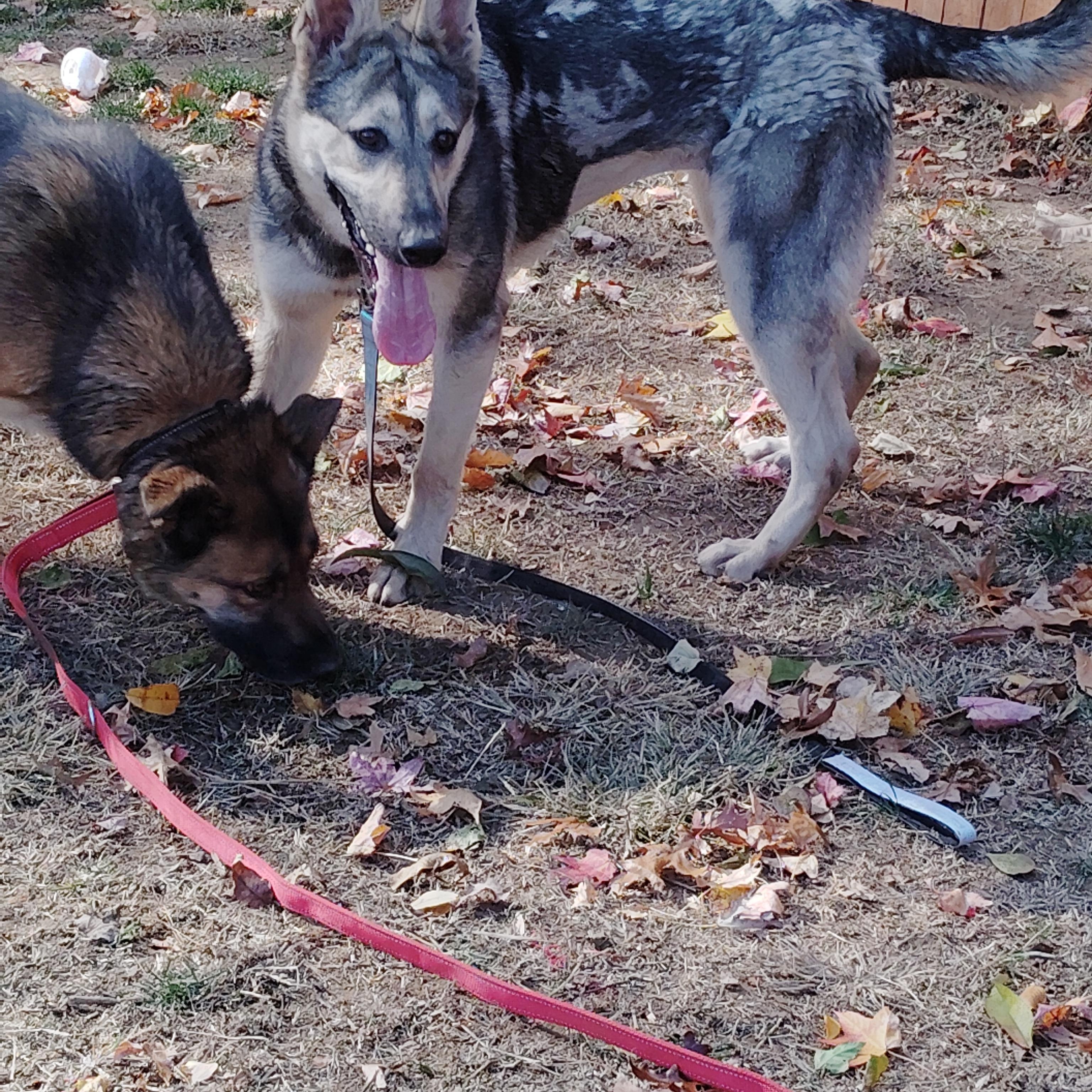 KIRA, a Adoptable mixed breed in Wilmington, DE image 3/5