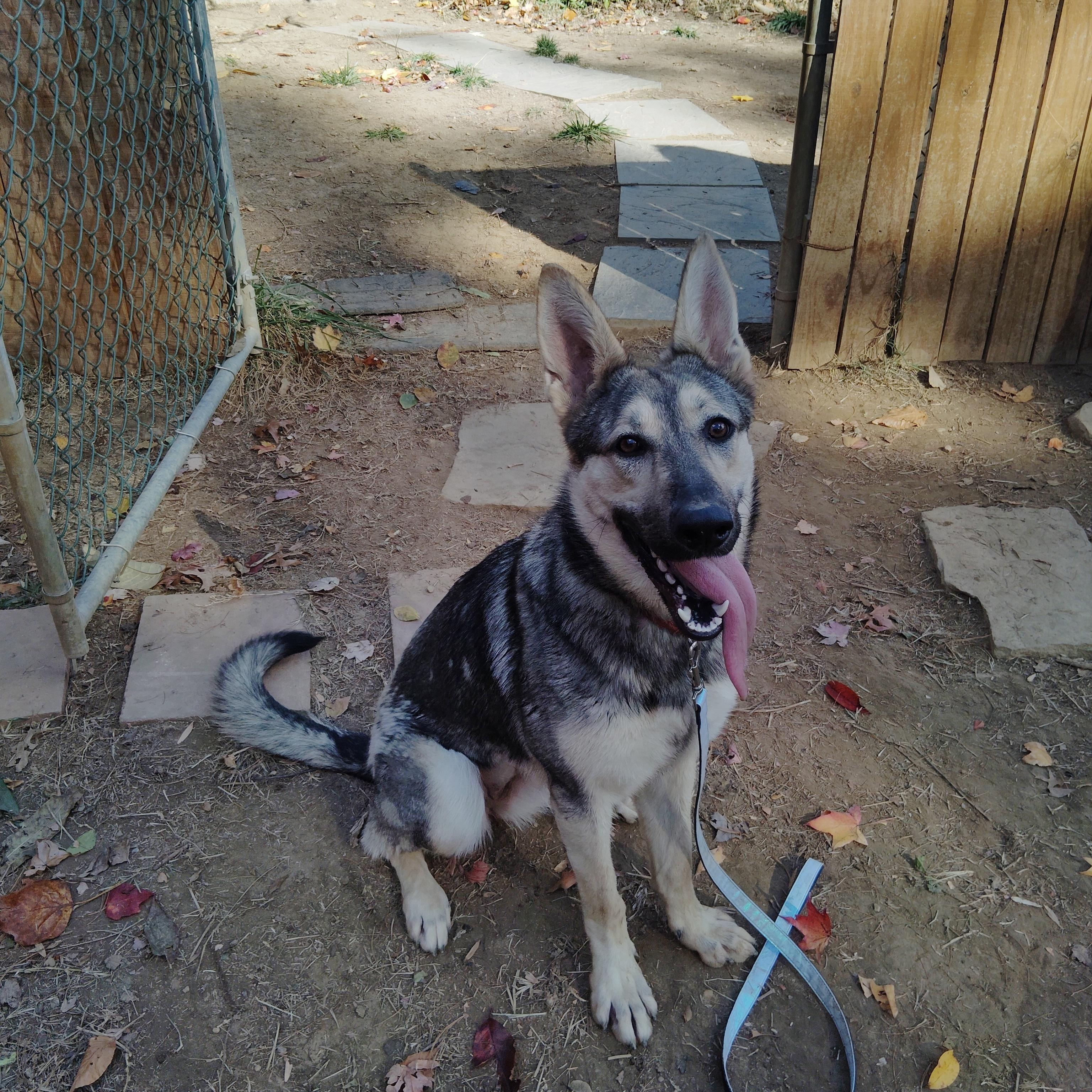 KIRA, a Adoptable mixed breed in Wilmington, DE image 4/5