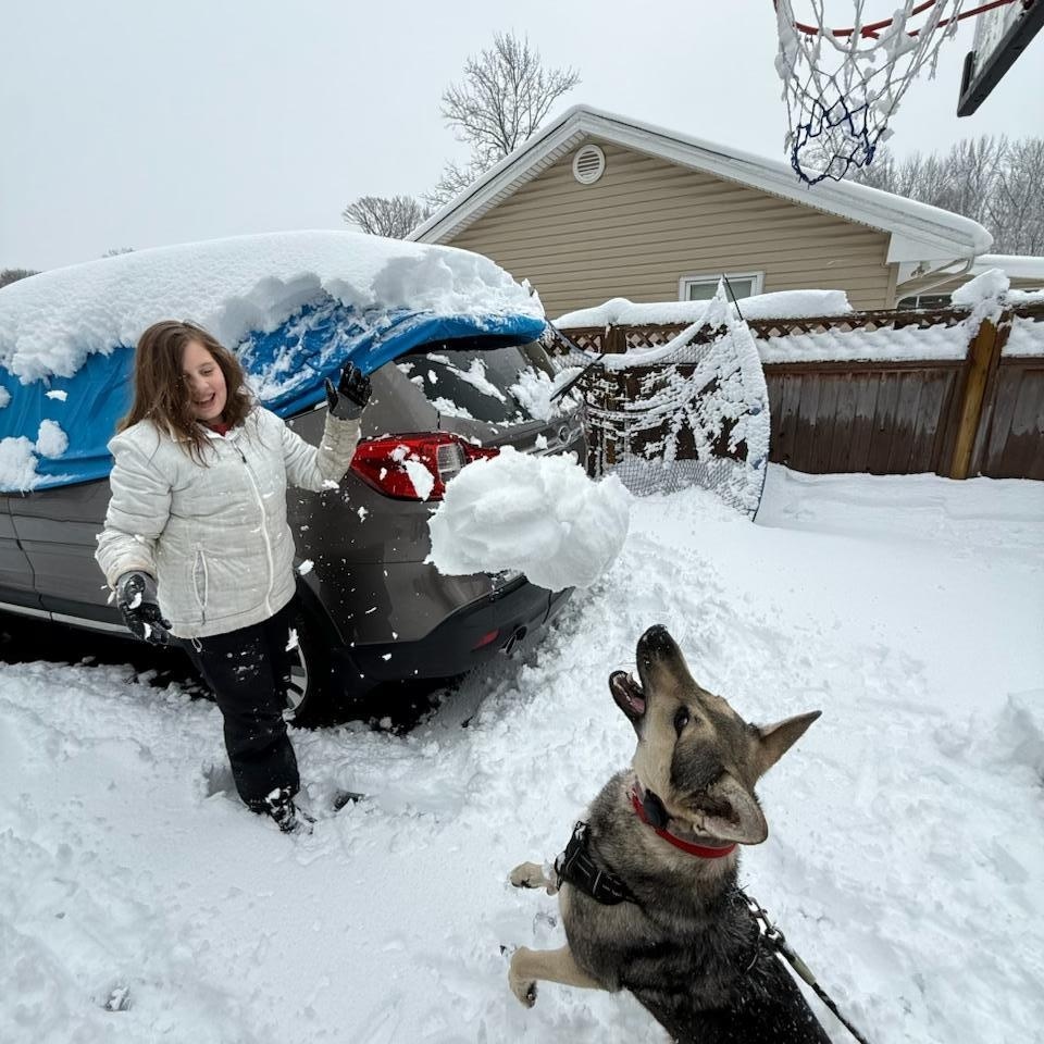 Enlarge KIRA, a Adoptable mixed breed in Wilmington, DE image 6/6