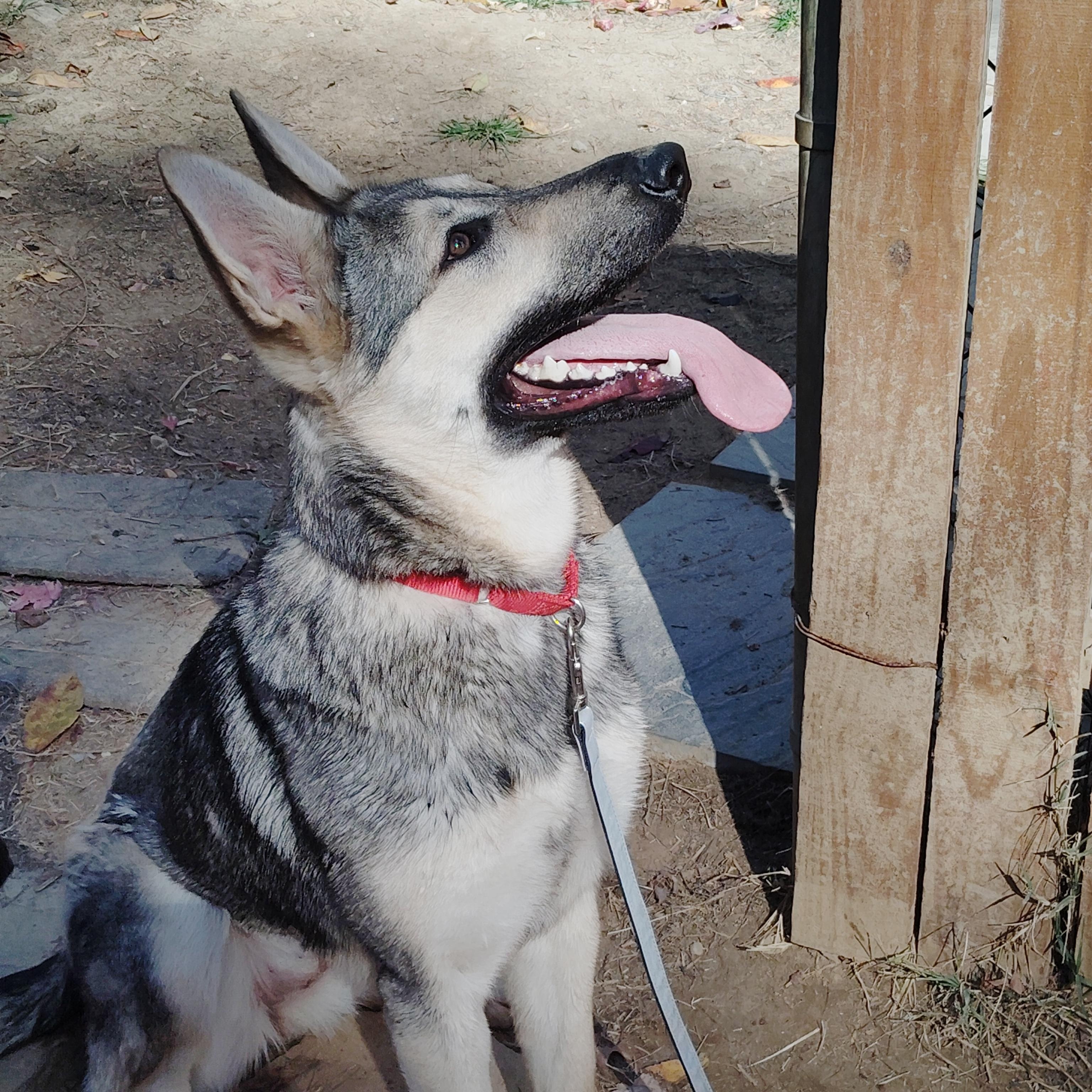 KIRA, a Adoptable mixed breed in Wilmington, DE image 5/5