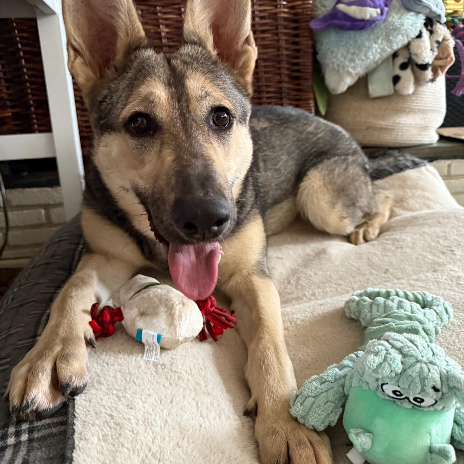 Enlarge KIRA, a Adoptable mixed breed in Wilmington, DE image 5/6