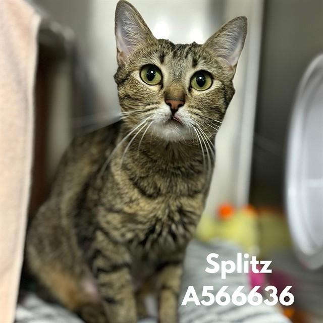 SPLITZ, Adoptable, Young Female Domestic Short Hair.
