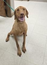 Enlarge Rocky, a ADOPTABLE mixed breed in Moline, IL image 1/1