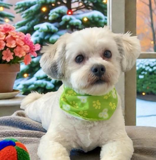 Lilly, an adopted mixed breed in Perry, IA image 1/6