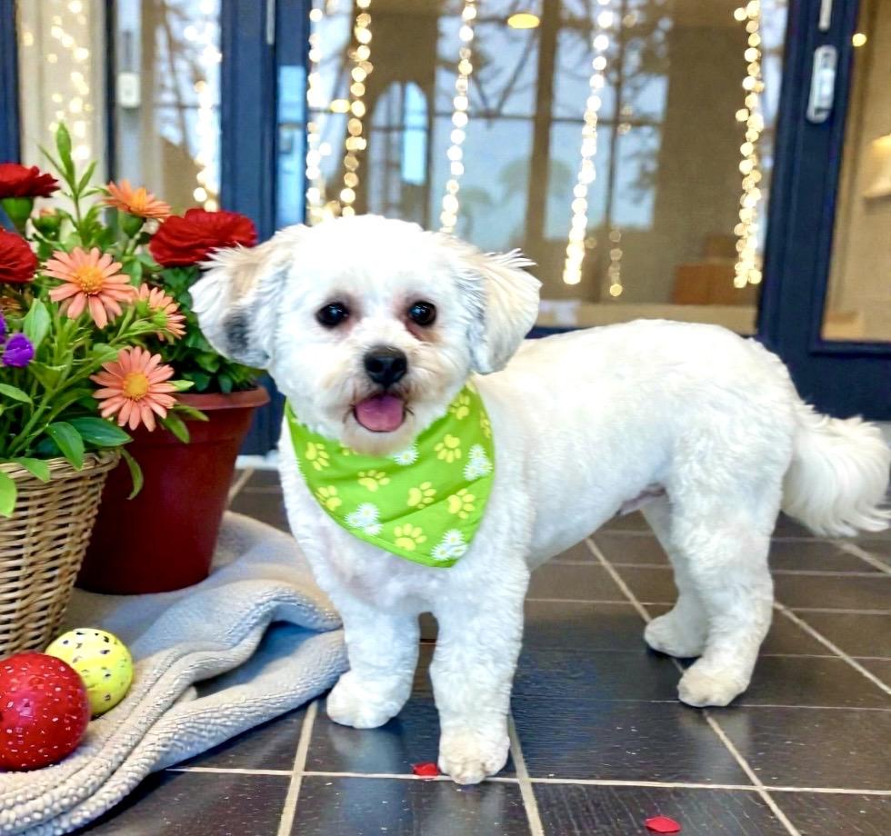 Lilly, an adopted mixed breed in Perry, IA image 3/6