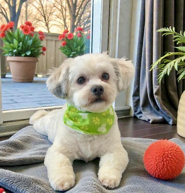 Lilly, an adopted mixed breed in Perry, IA image 5/6