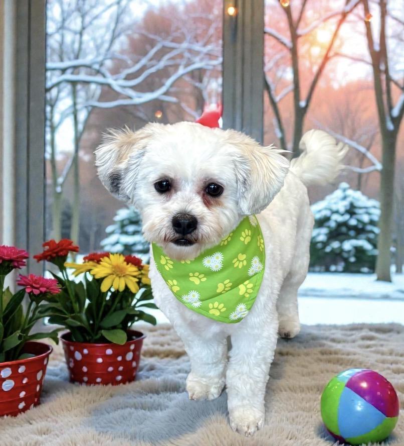 Lilly, an adopted mixed breed in Perry, IA image 4/6