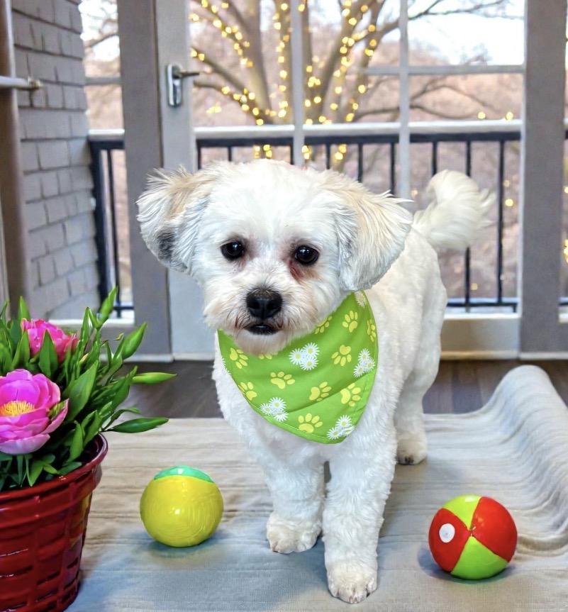 Lilly, an adopted mixed breed in Perry, IA image 6/6