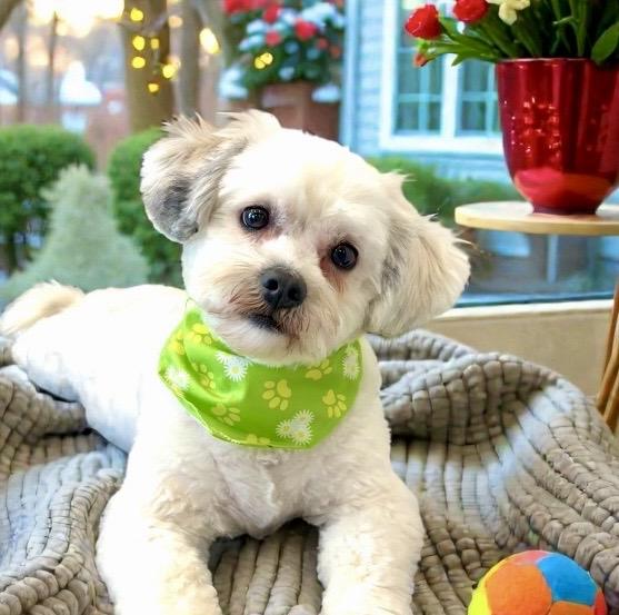 Lilly, an adopted mixed breed in Perry, IA image 2/6