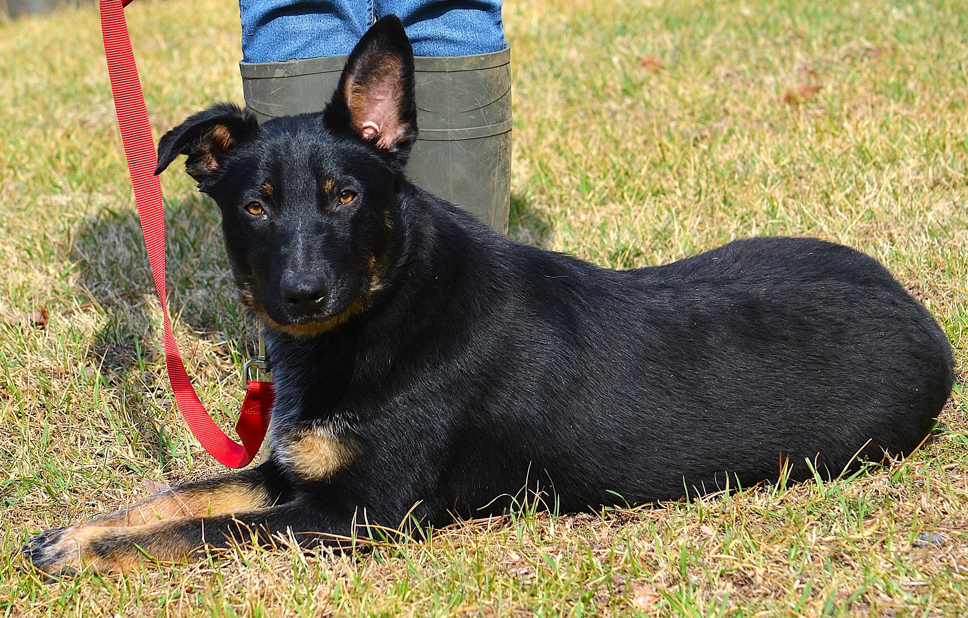 BROADY ** WELL BEHAVED AND SMART!, a ADOPTABLE mixed breed in Olive Branch, MS image 2/6