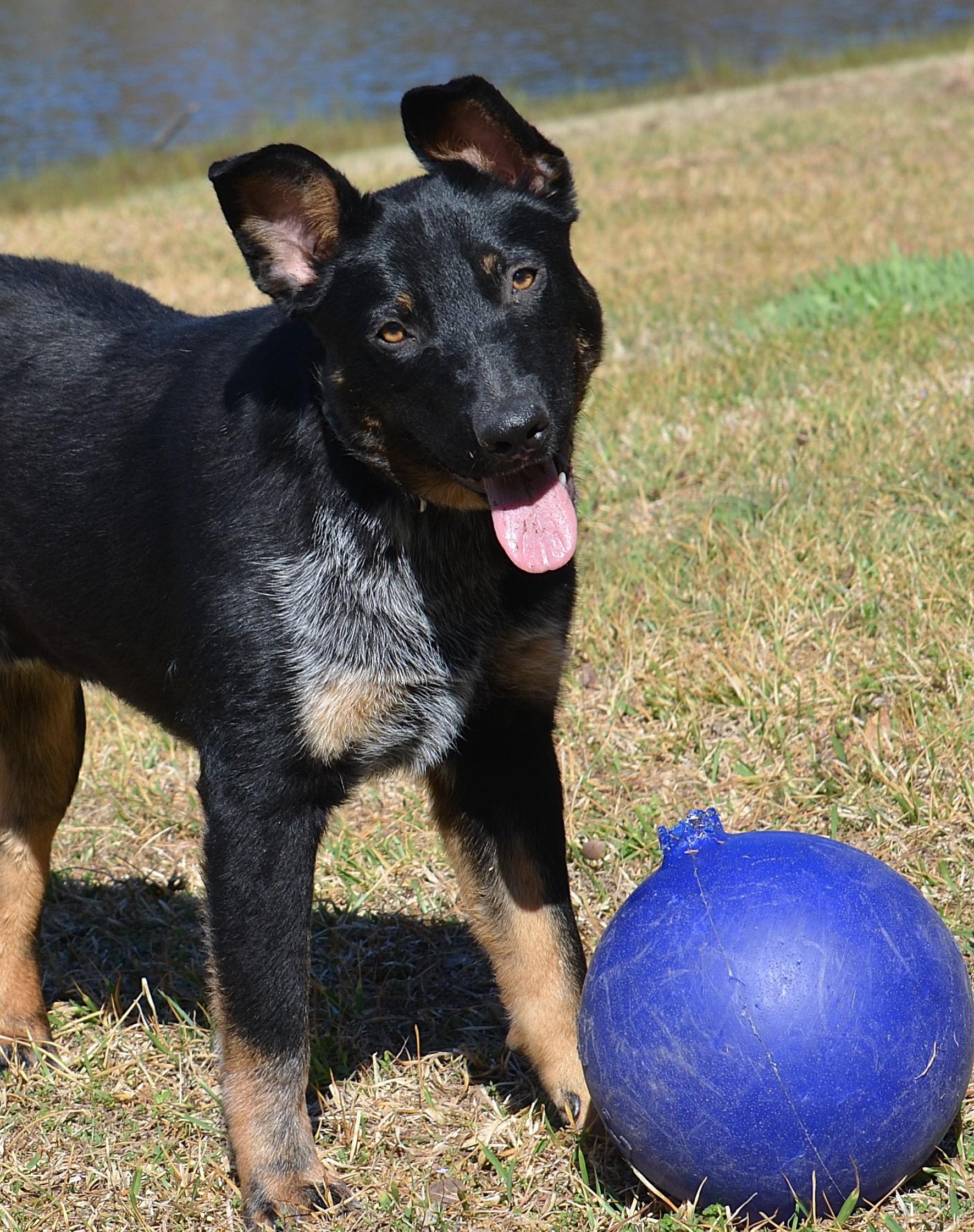 BROADY ** WELL BEHAVED AND SMART!, ADOPTABLE, Young Male Australian Cattle Dog / Blue Heeler & Shepherd.