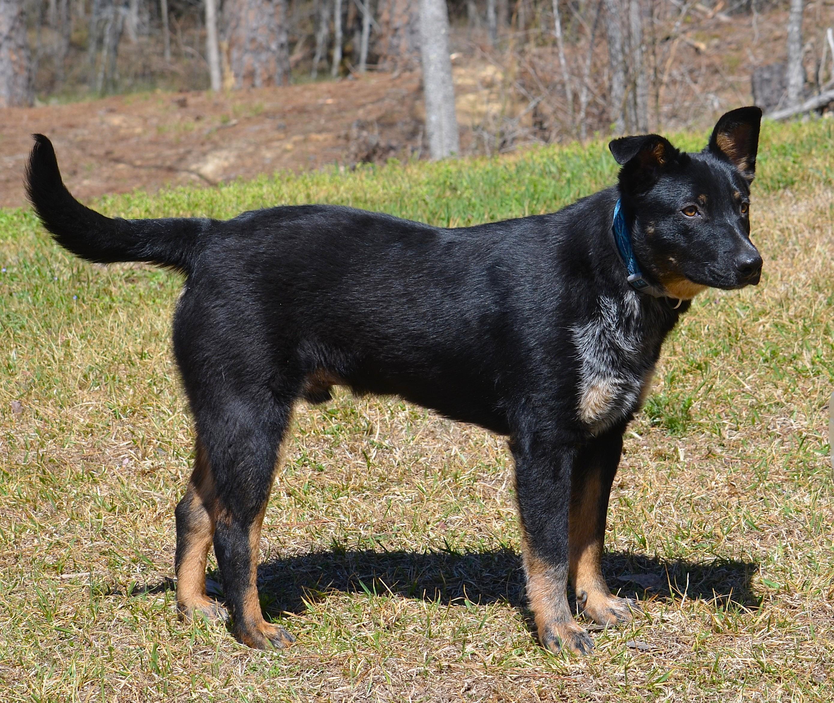 BROADY ** WELL BEHAVED AND SMART!, a ADOPTABLE mixed breed in Olive Branch, MS image 5/6