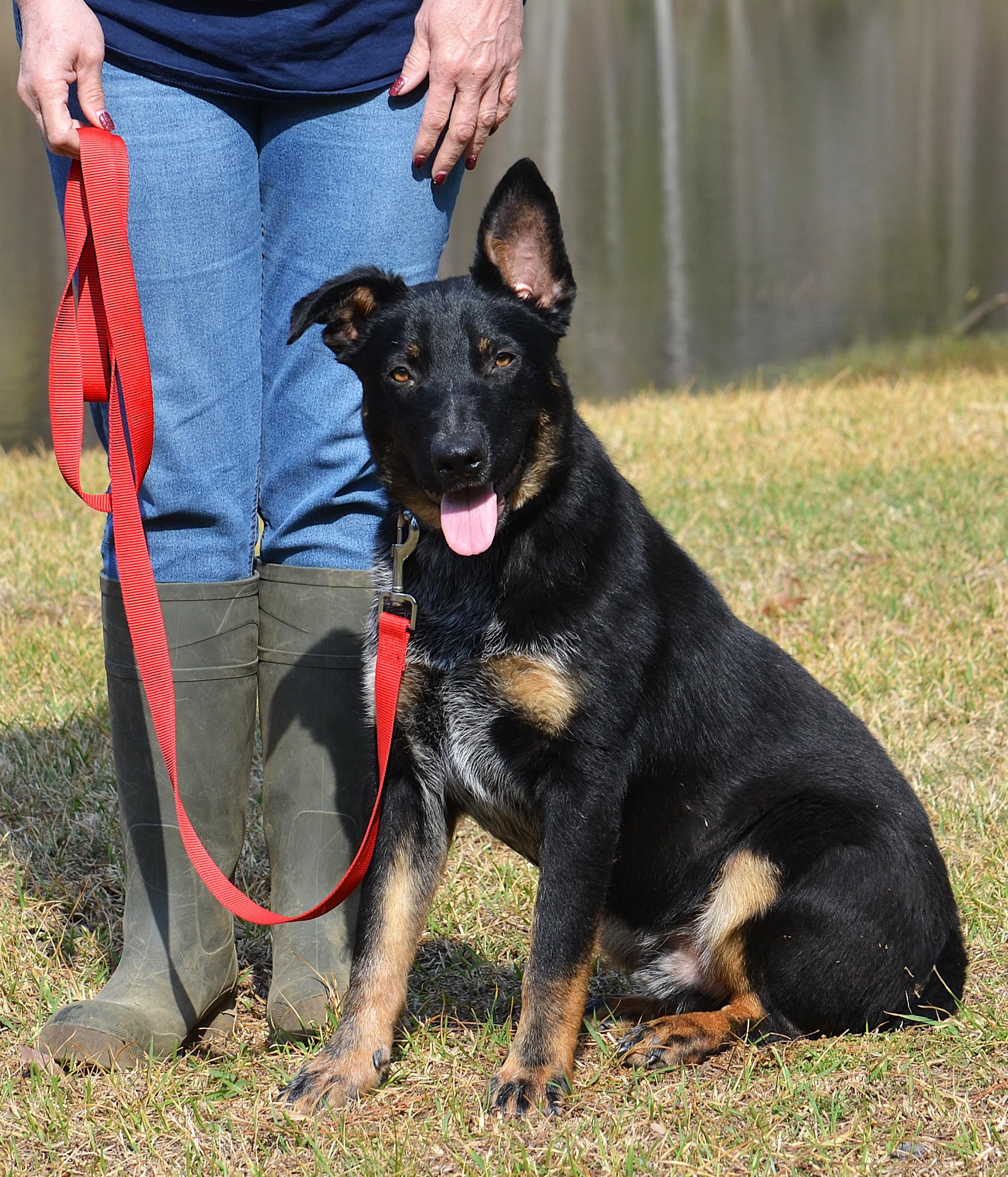 BROADY ** WELL BEHAVED AND SMART!, a ADOPTABLE mixed breed in Olive Branch, MS image 4/6