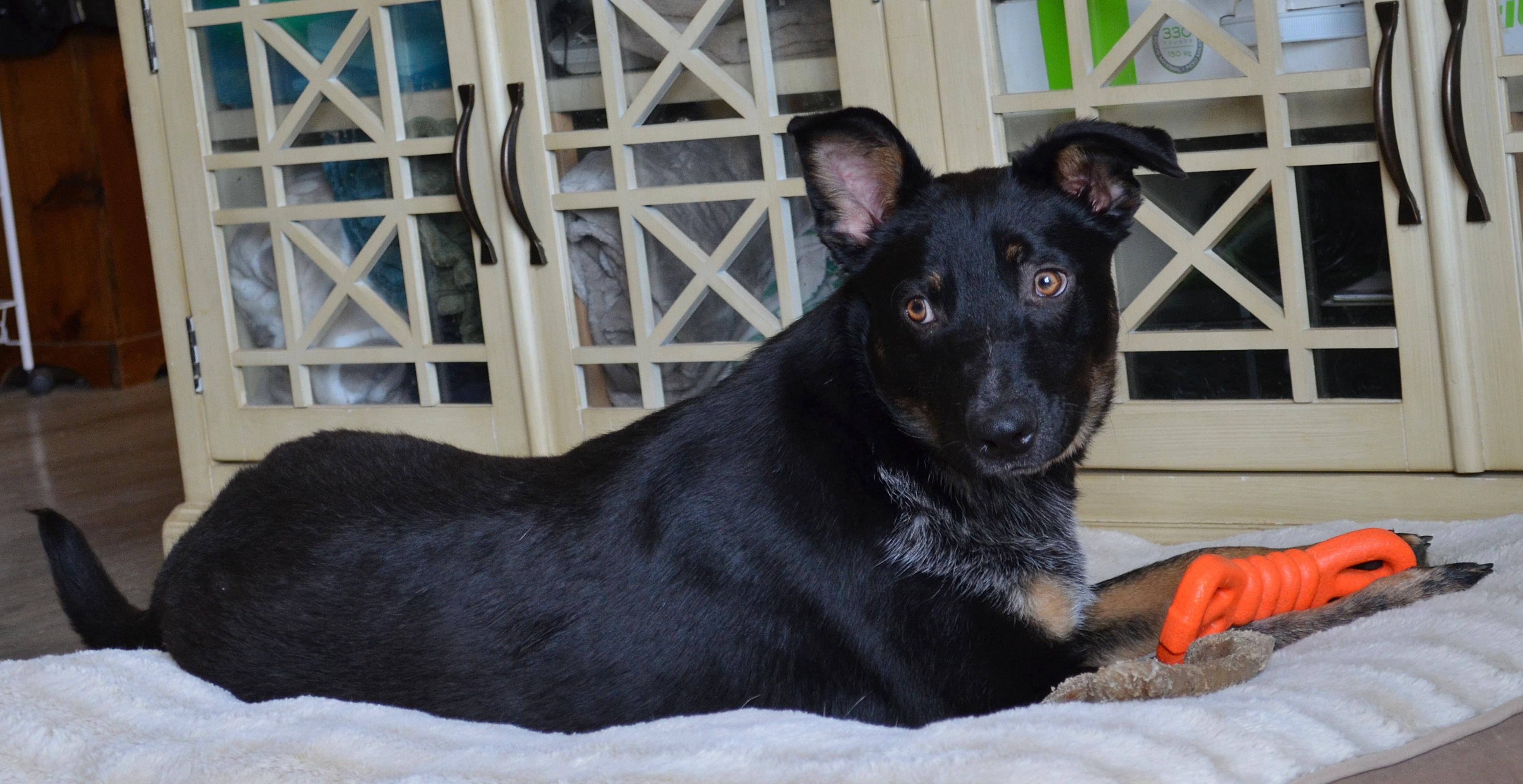 Enlarge BROADY ** WELL BEHAVED AND SMART!, a ADOPTABLE mixed breed in Newington, CT image 2/6