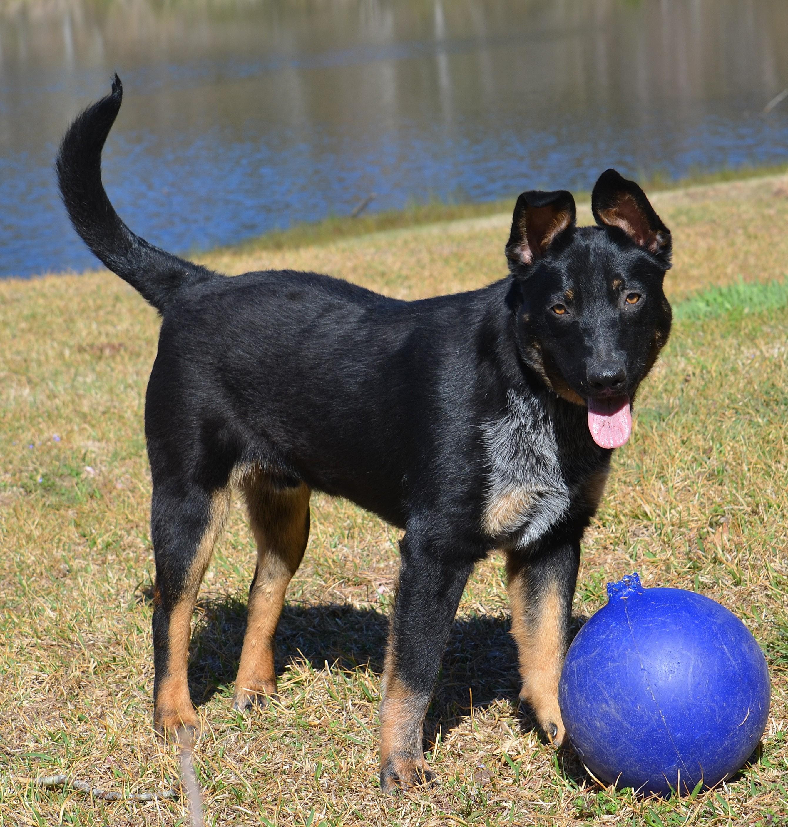 BROADY ** WELL BEHAVED AND SMART!, a ADOPTABLE mixed breed in Olive Branch, MS image 6/6