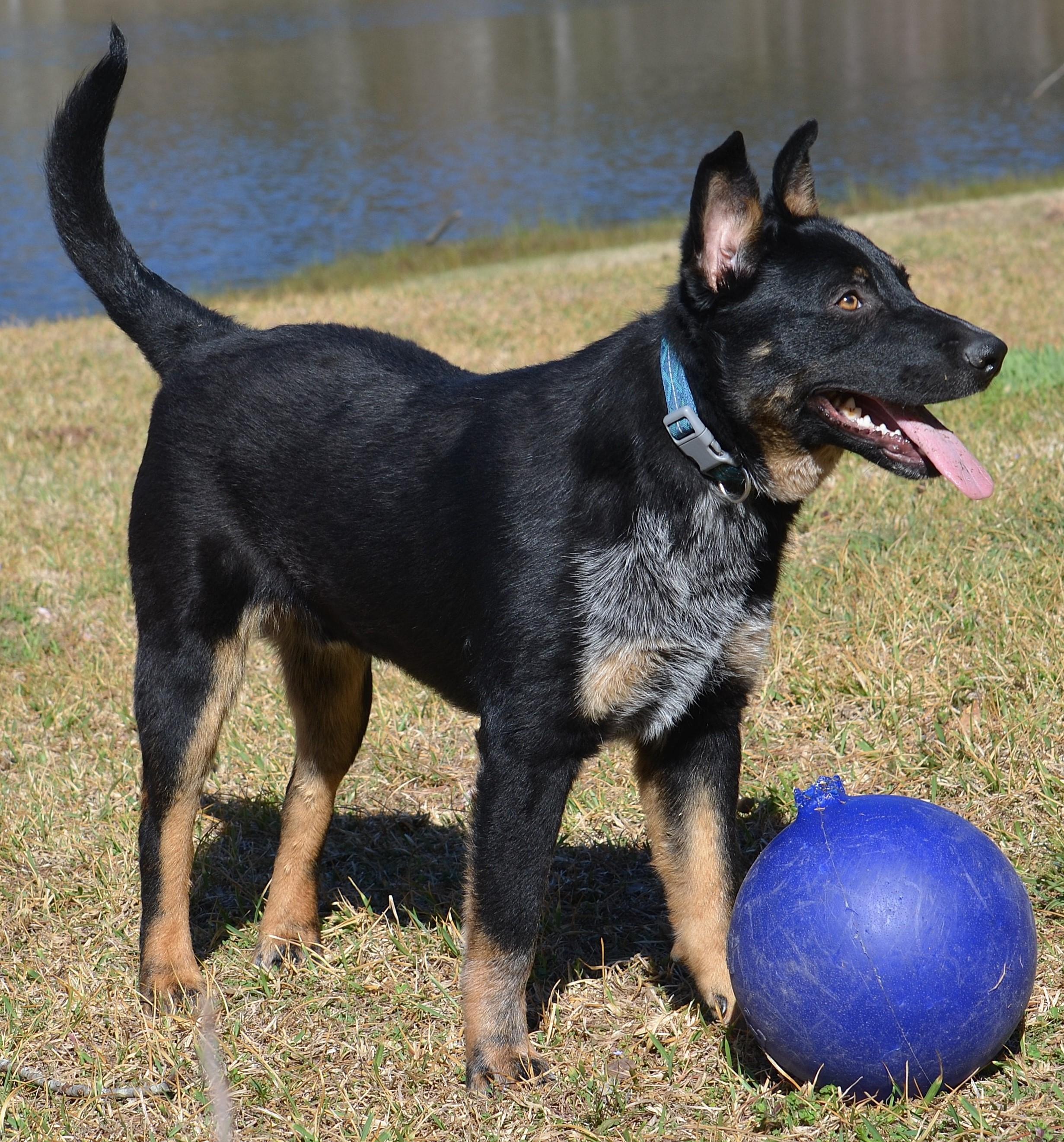 BROADY ** WELL BEHAVED AND SMART!, a ADOPTABLE mixed breed in Olive Branch, MS image 3/6