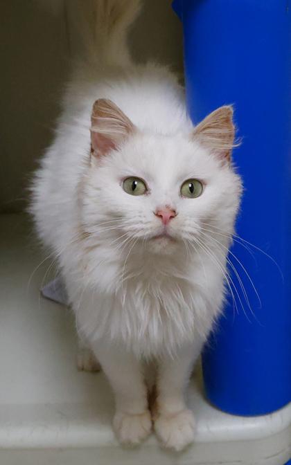 Enlarge Adelaide, a Adoptable mixed breed in Baraboo, WI image 1/3