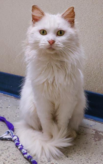 Enlarge Adelaide, a Adoptable mixed breed in Baraboo, WI image 2/3