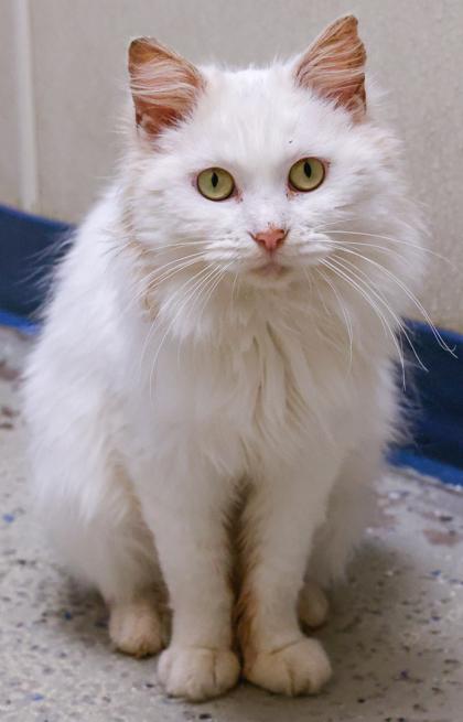 Enlarge Adelaide, a Adoptable mixed breed in Baraboo, WI image 3/3