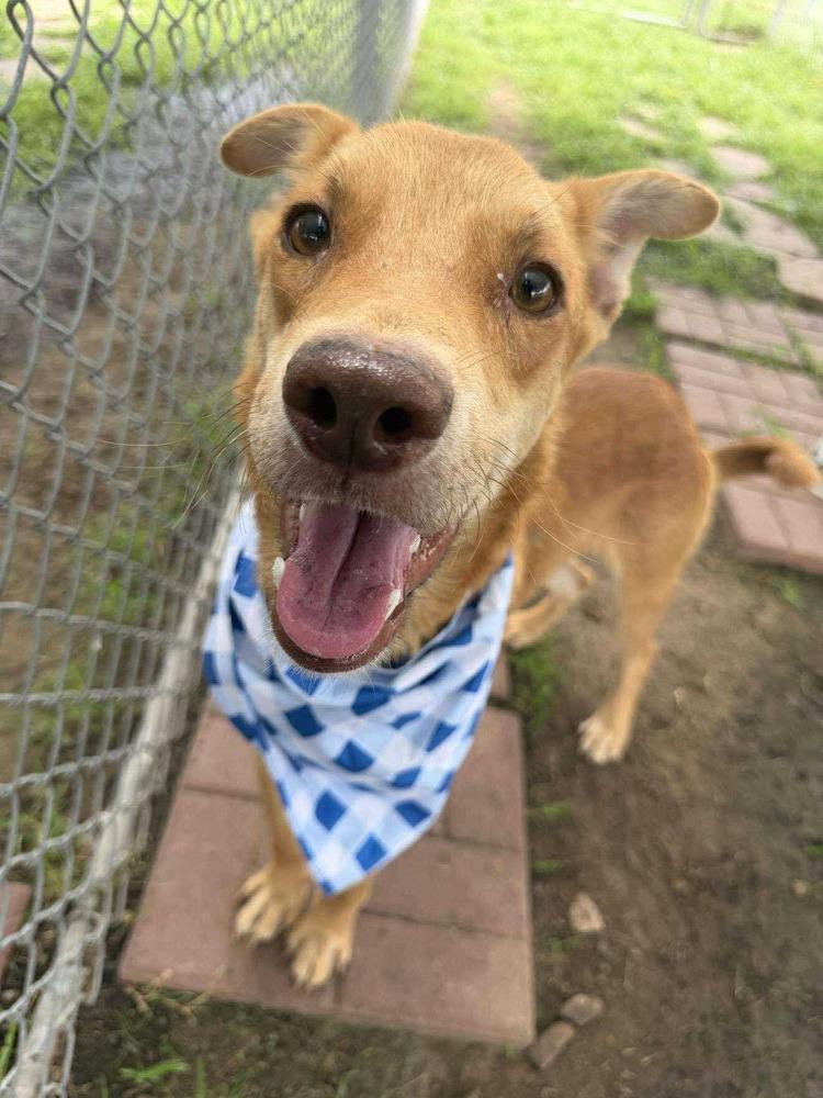 Enlarge Rio, a Adoptable mixed breed in Aurora, CO image 2/2