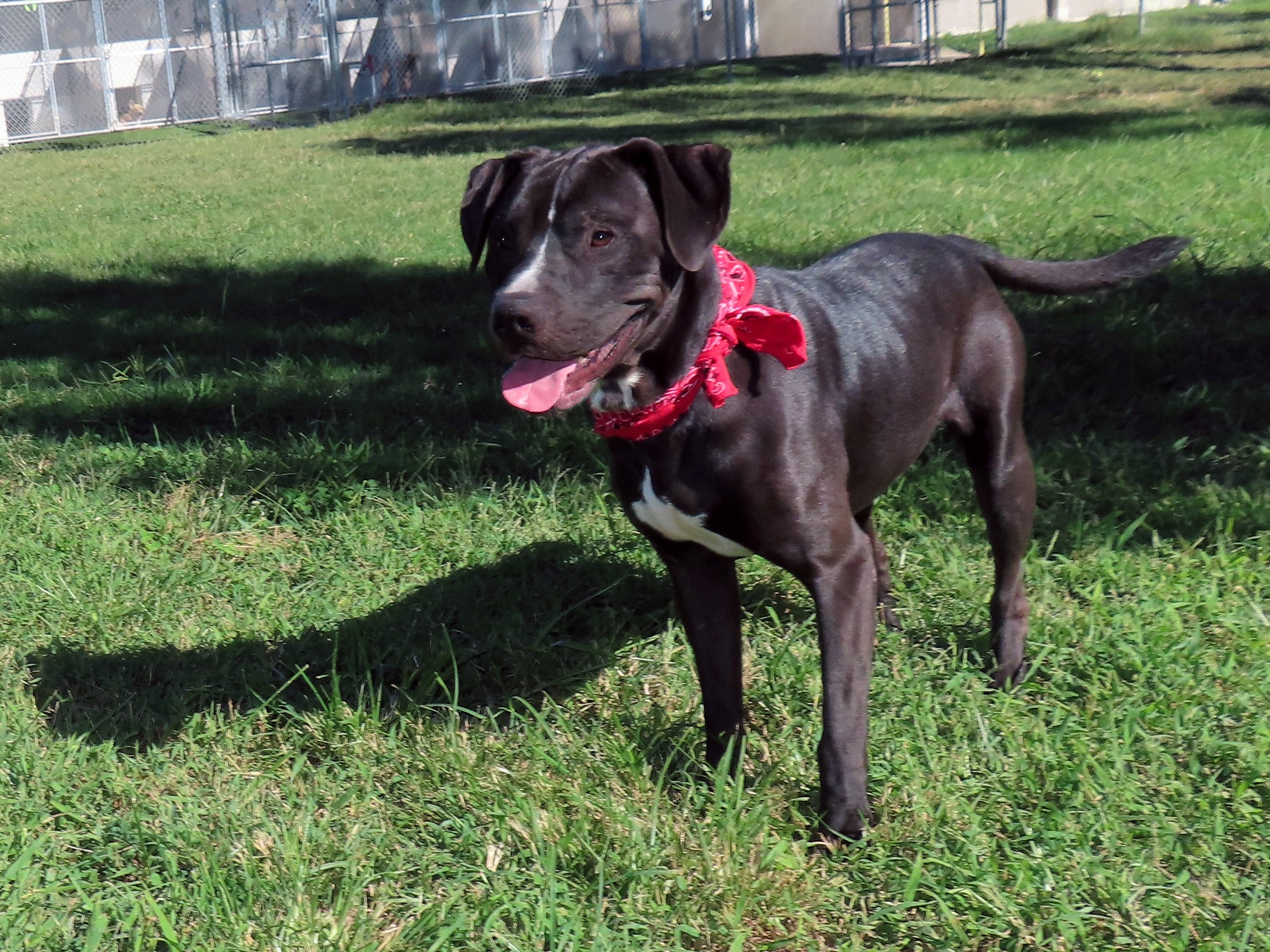Dog for adoption Chipper, a Black Labrador Retriever & Shepherd Mix