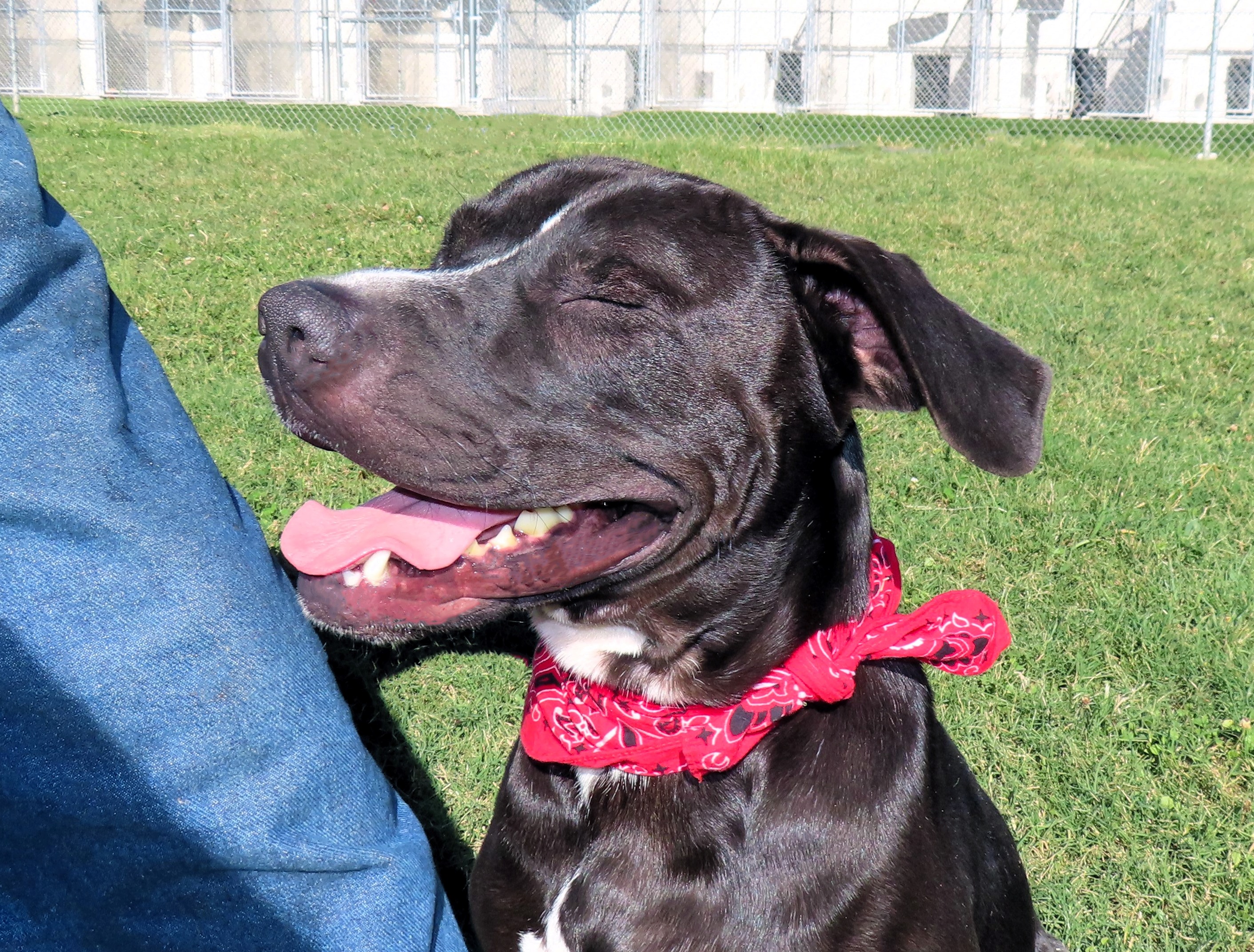 Dog for adoption Chipper, a Black Labrador Retriever & Shepherd Mix