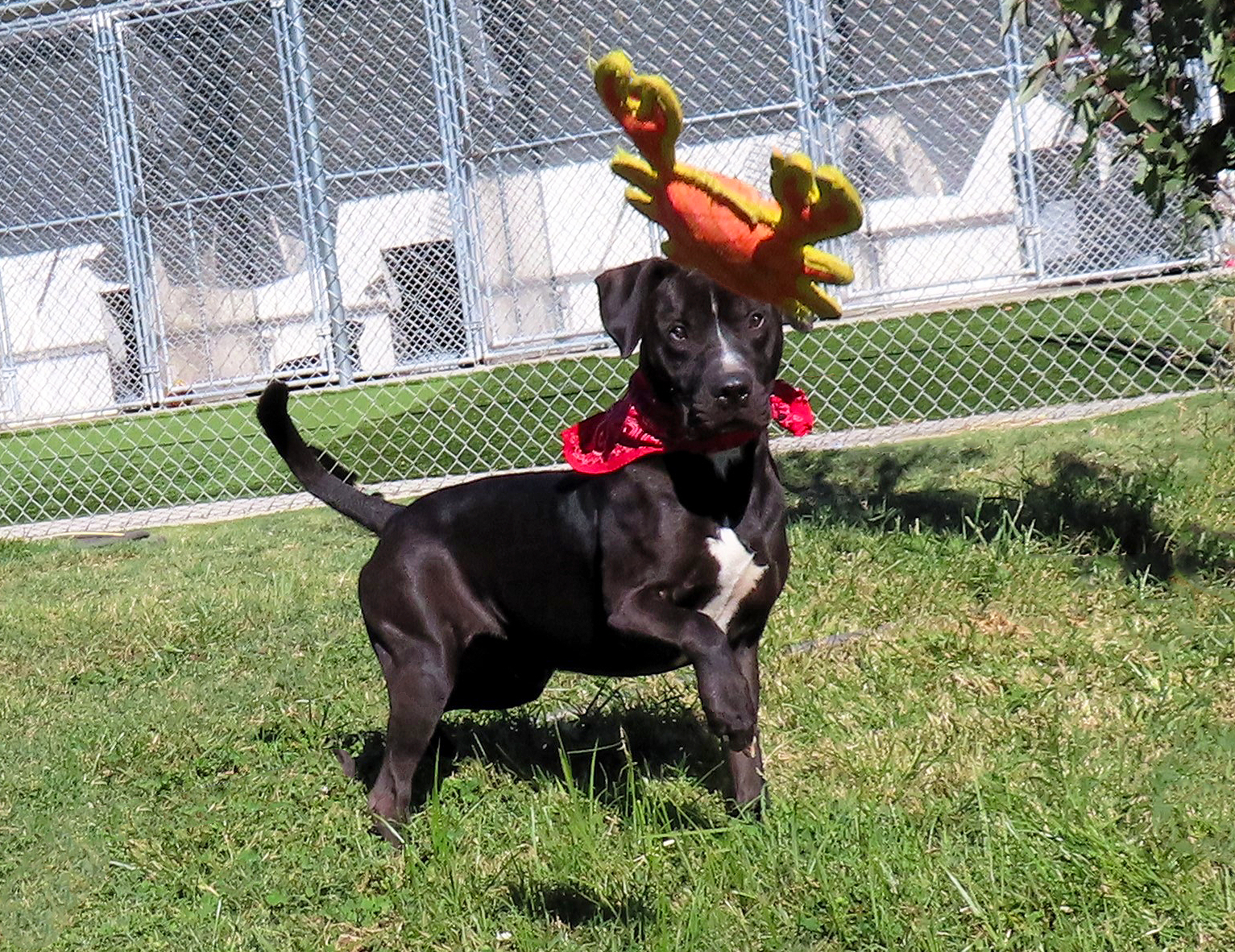 Dog for adoption Chipper, a Black Labrador Retriever & Shepherd Mix