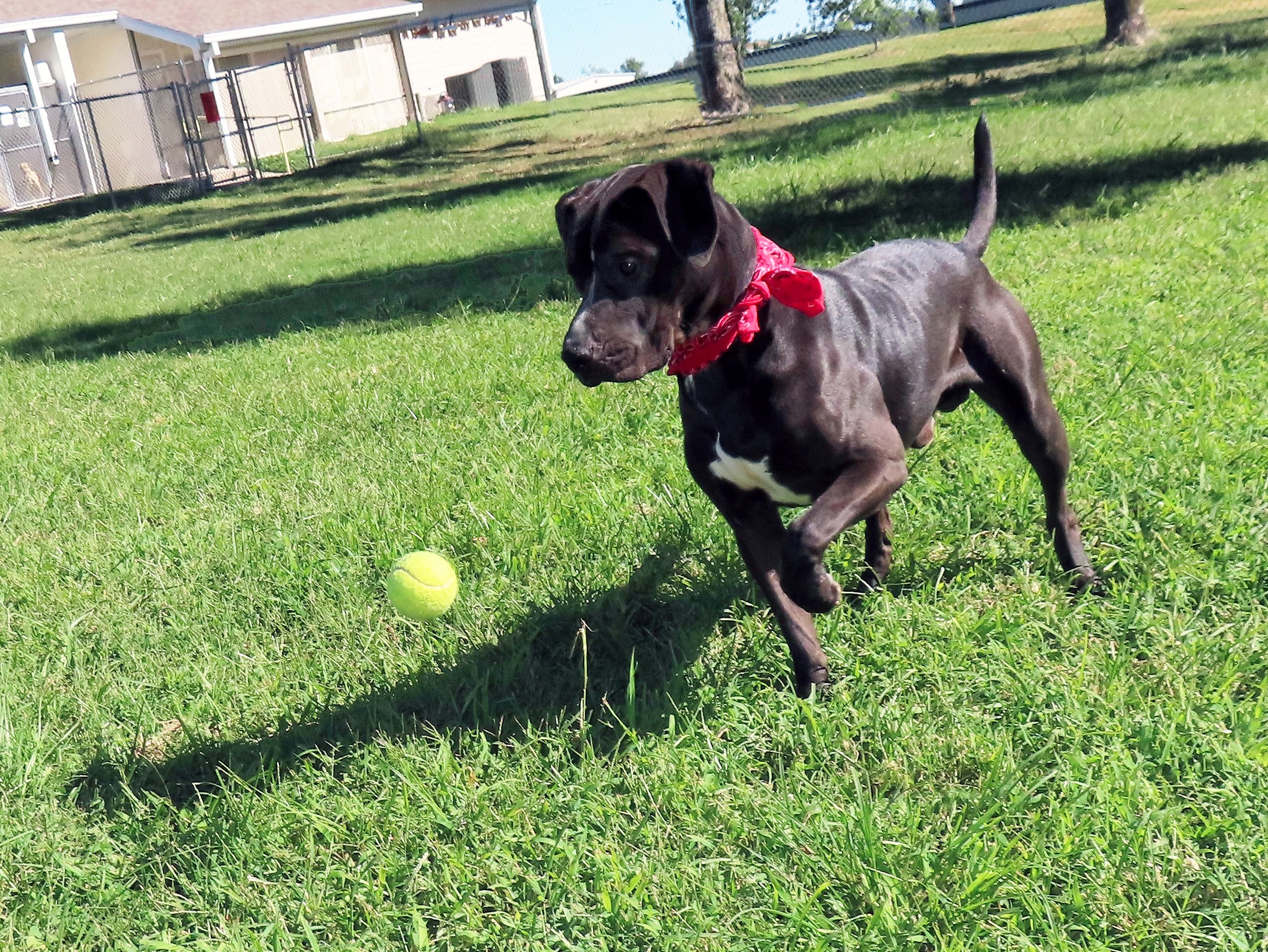 Dog for adoption Chipper, a Black Labrador Retriever & Shepherd Mix