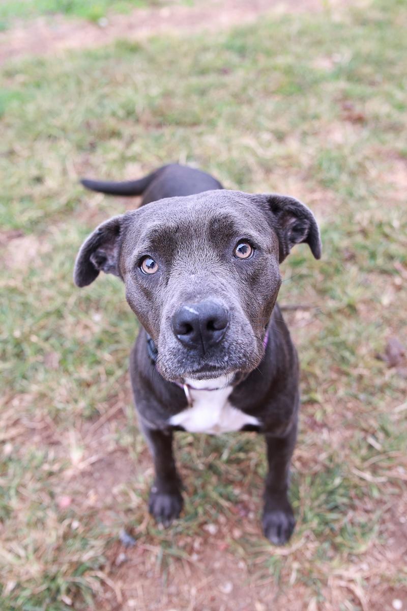 Enlarge Domino, a Adoptable mixed breed in Loogootee, IN image 2/3