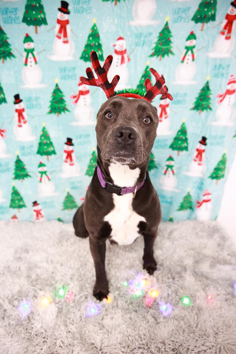 Domino, Adoptable, Adult Female American Staffordshire Terrier.