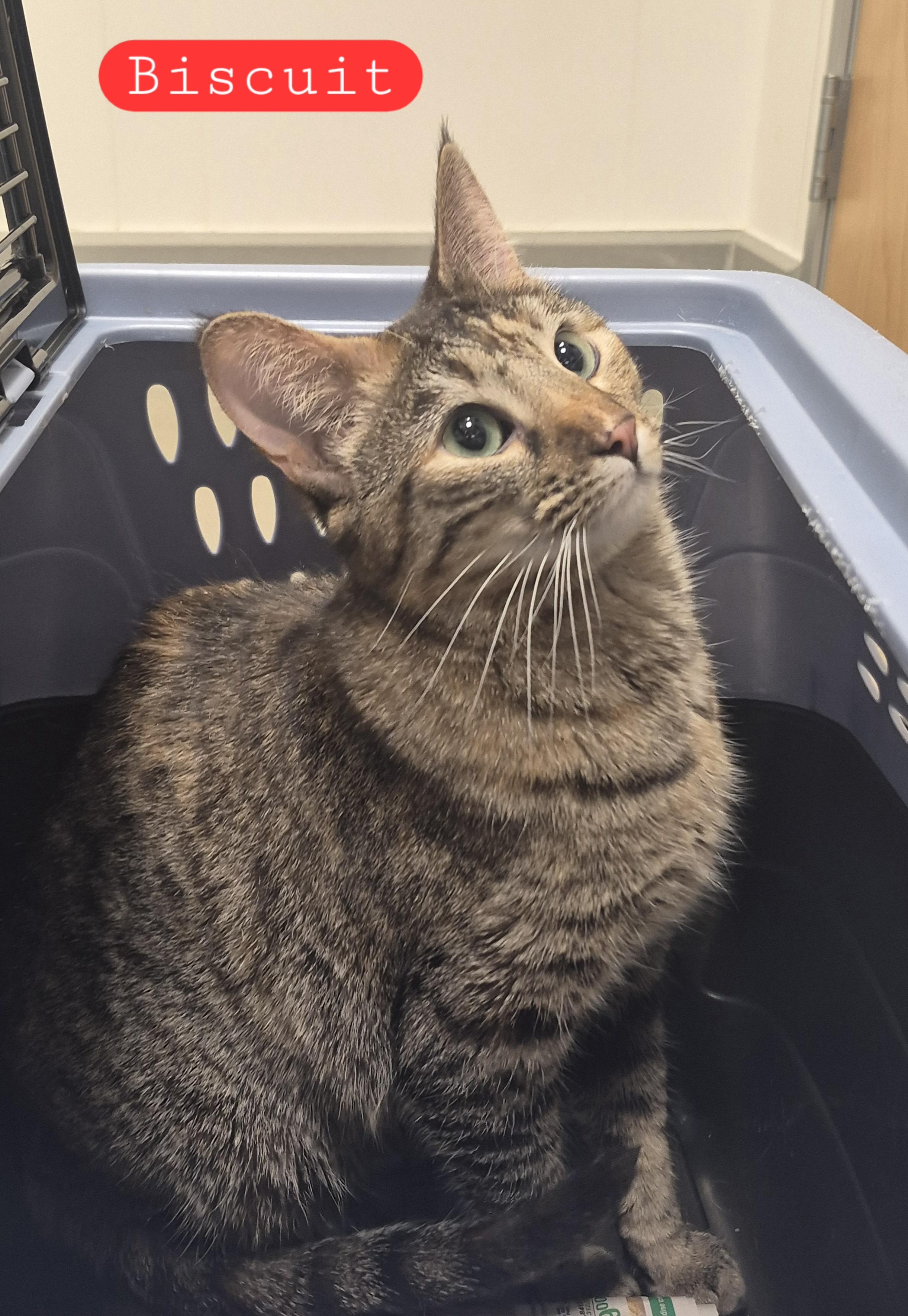 Biscuit, ADOPTABLE, Adult Female Domestic Short Hair.