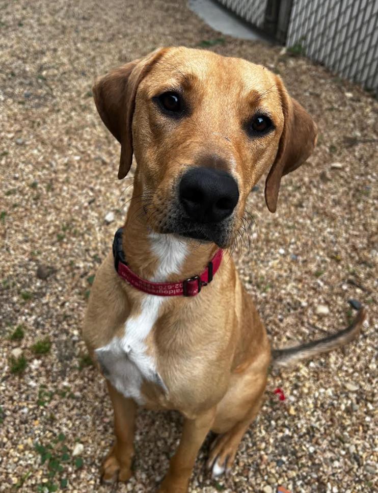Tatum, Adoptable, Young Male Hound & Mixed Breed.