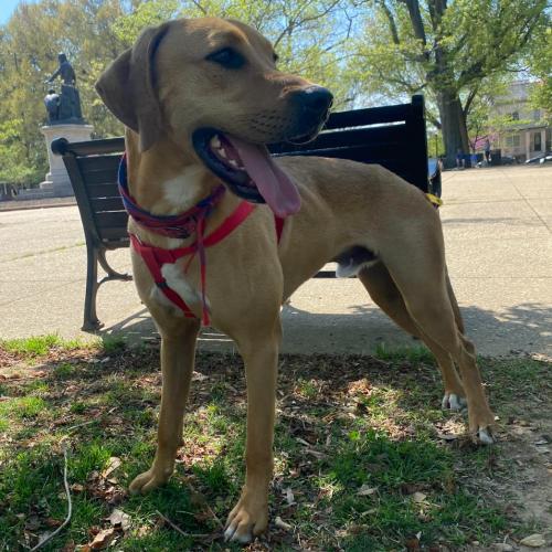 Enlarge Tatum, a Adoptable mixed breed in Washington DC, DC image 1/5