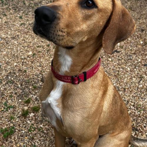 Enlarge Tatum, a Adoptable mixed breed in Washington DC, DC image 2/6
