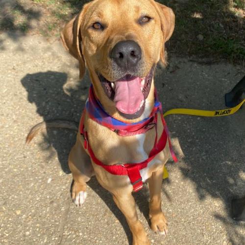 Enlarge Tatum, a Adoptable mixed breed in Washington DC, DC image 2/5